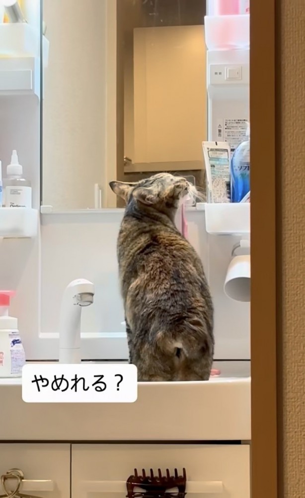 洗面台に上がって歯ブラシに顔を擦り付ける猫