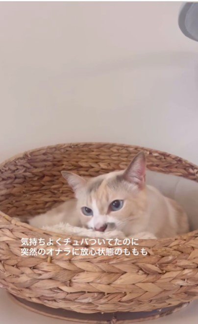 猫用ベッドでくつろぐ猫