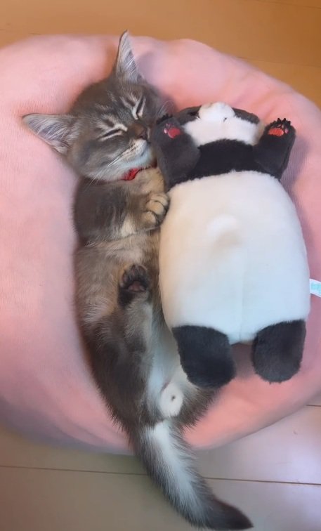 ぬいぐるみを抱きしめながら寝るみりんくん