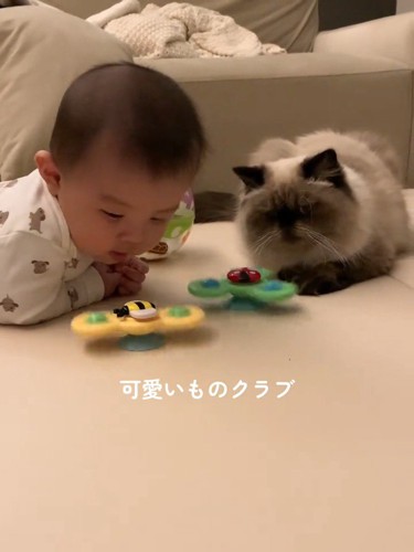 おもちゃを見る赤ちゃんと猫