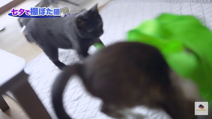 じゃれかかる黒猫