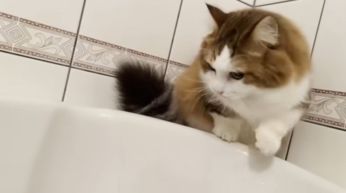 お風呂にはいってくる猫
