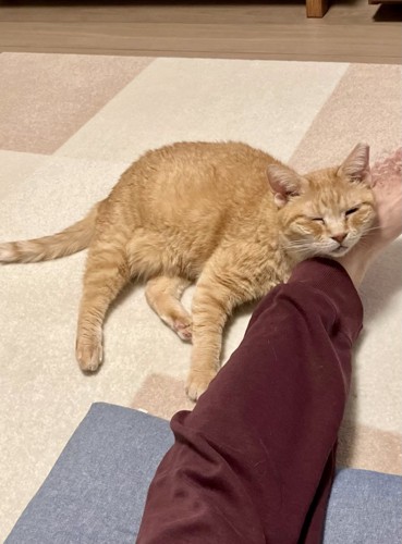 人の足を枕にする猫