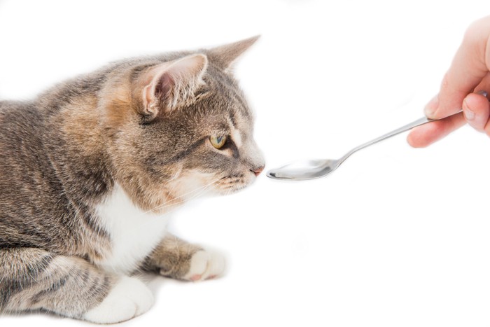 飼い主が差し出すスプーンを見つめる猫