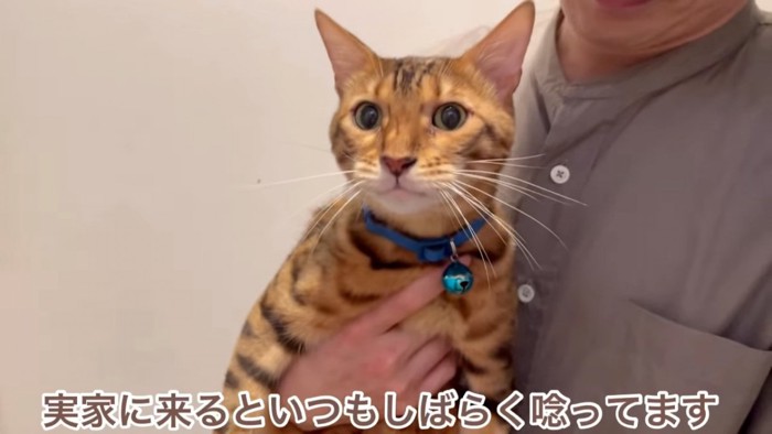 抱っこされる青い首輪の猫