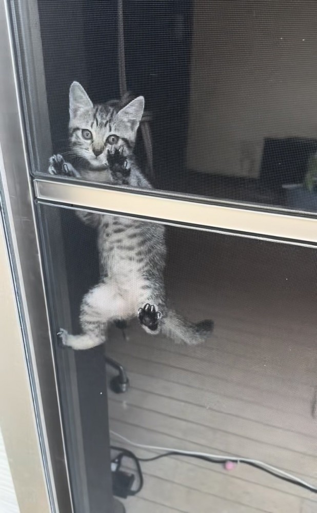 網戸を登る子猫