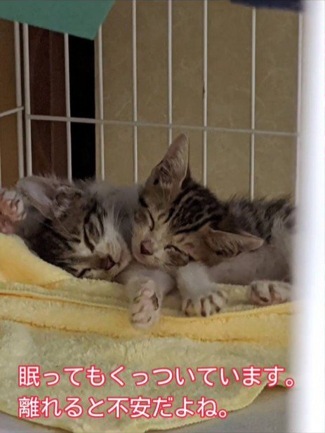 ケージの中で寝ている猫