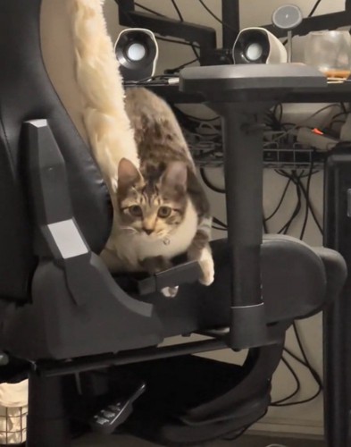 起き上がろうとする猫