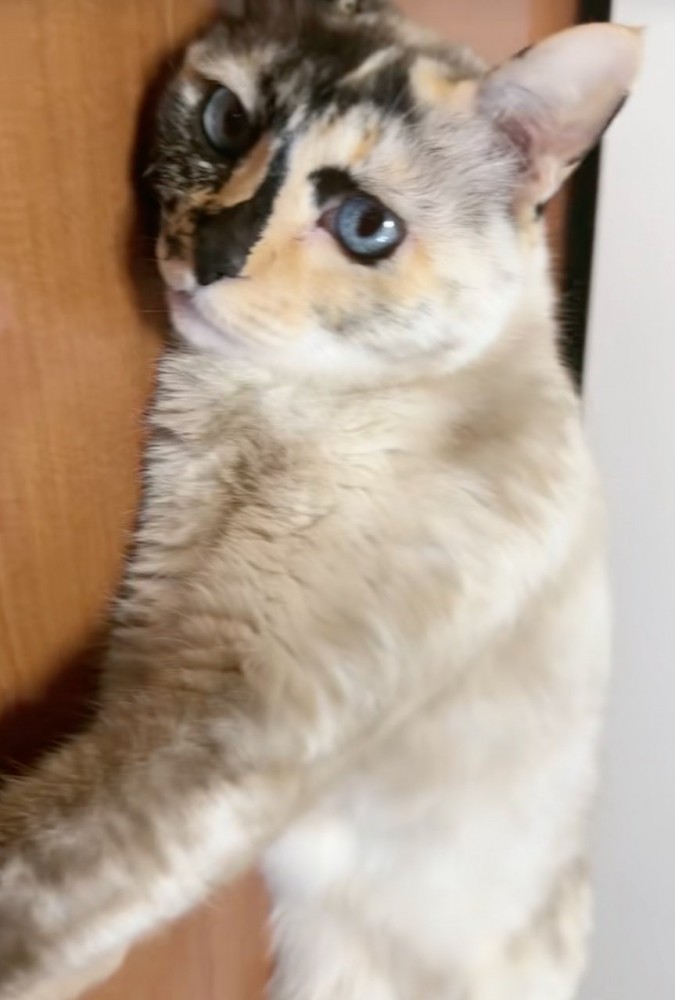 横になる猫