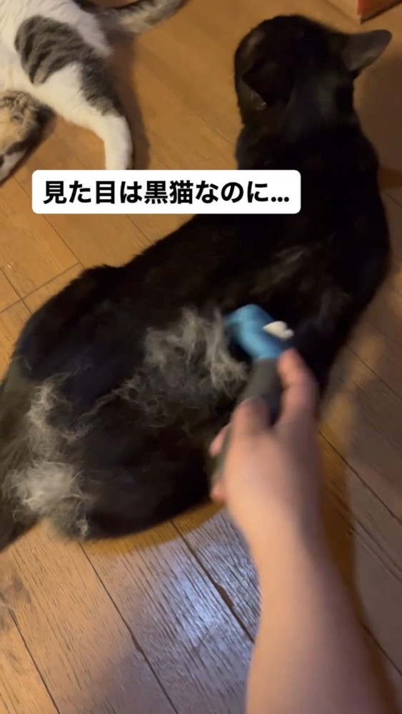 ブラッシングされる猫