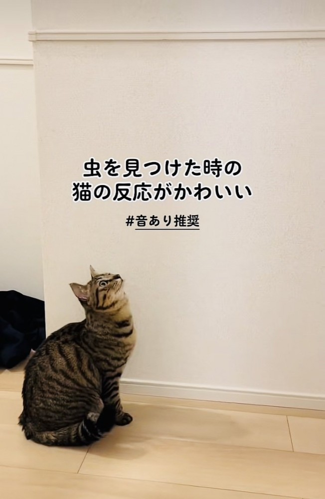 虫を目で追うキジトラ猫