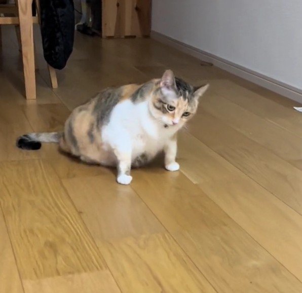 からだを揺らすラフちゃん