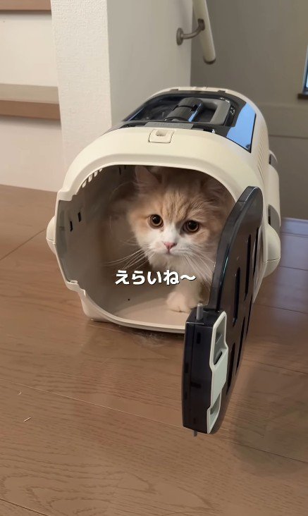 キャリーケースの中の猫