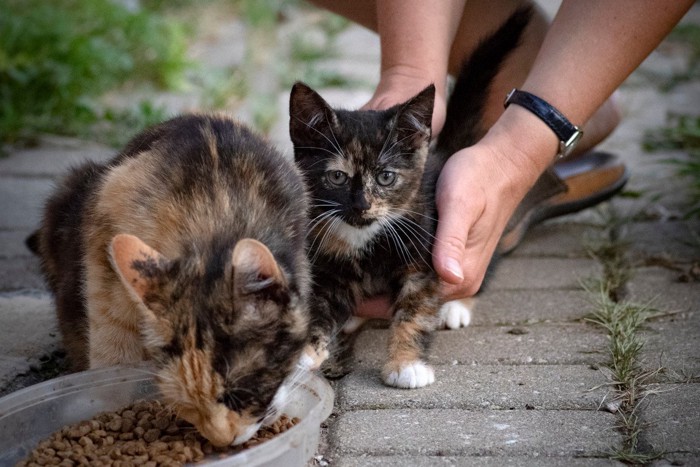 餌をもらう子猫