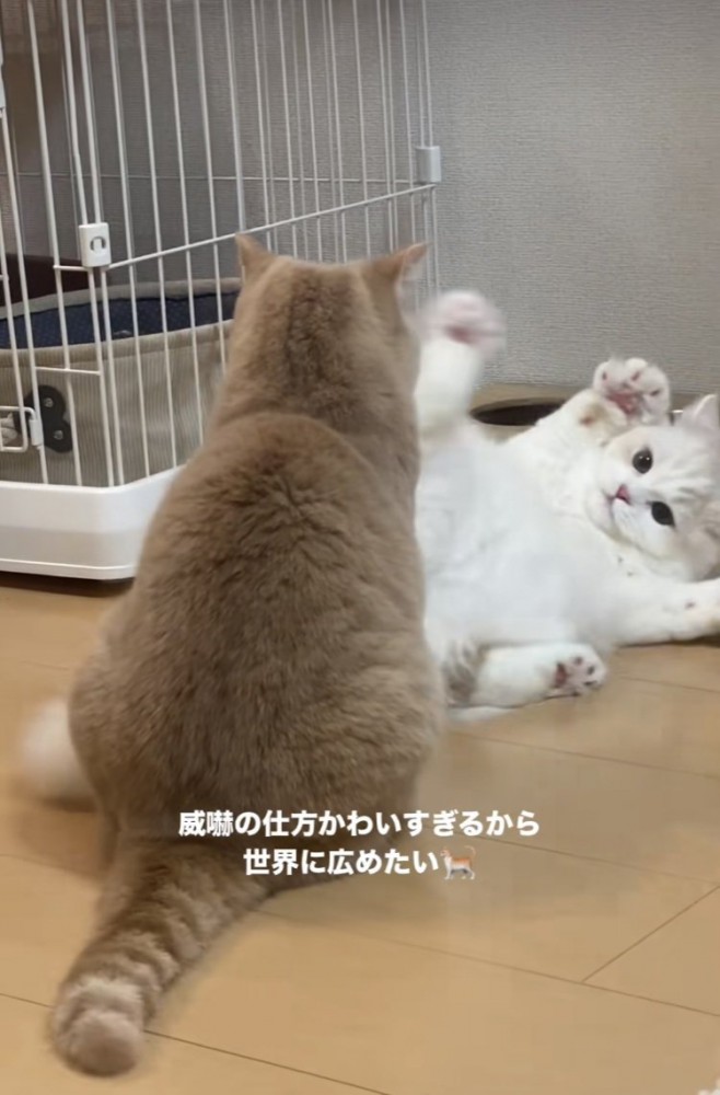 マンチカンを威嚇するミヌエット