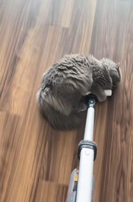 掃除機のヘッドを前足で抱える猫