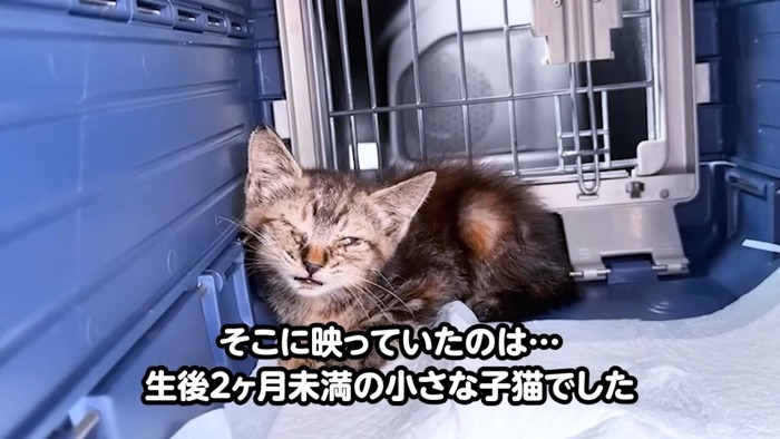 キャリーの中にいる子猫