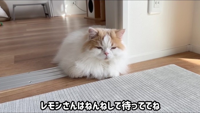 眠たそうに床の上に座り込む猫