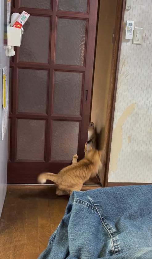 ガラス戸の近くにいるブレた猫