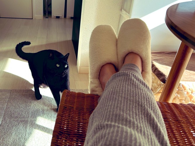 身をすくめてスリッパを凝視する黒猫
