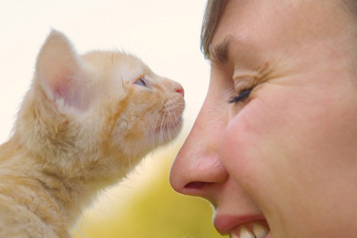 においをかぐ猫