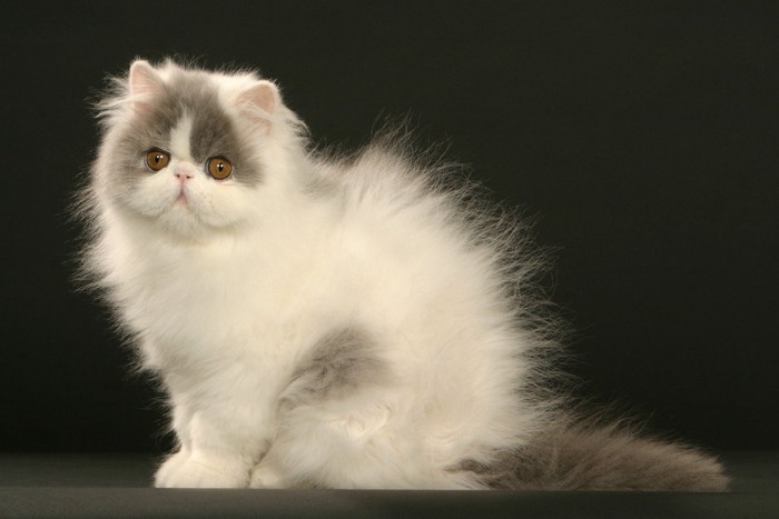 毛がふわふわの猫