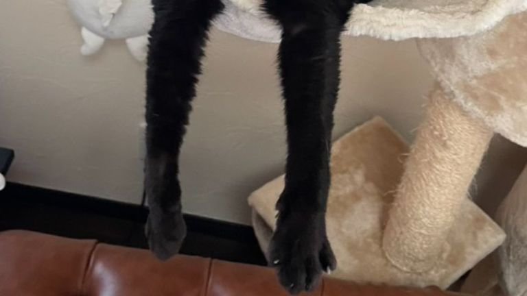 猫の手