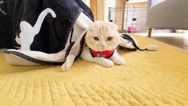 こたつから顔を出す猫