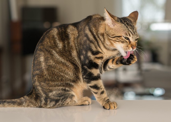 台の上で毛繕いする猫