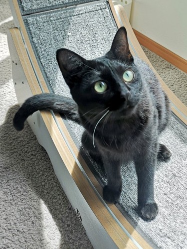 見上げる猫