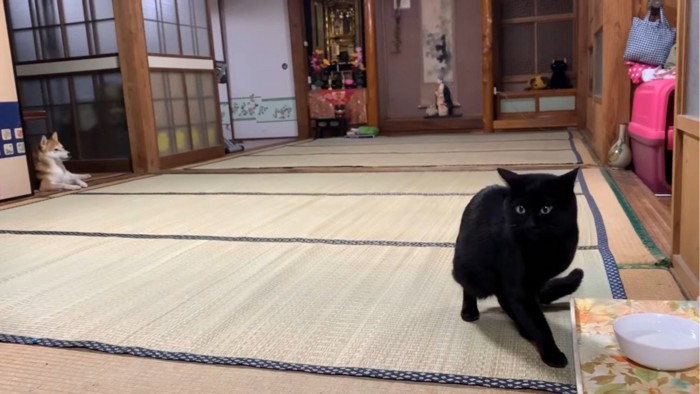 水を飲む黒猫とくつろぐ犬