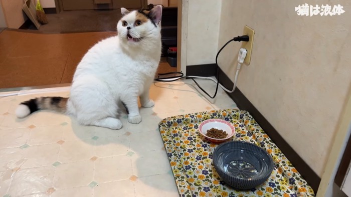 ごはんと水の前に座る猫