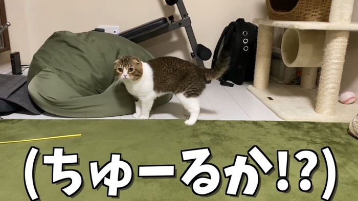 立っている猫