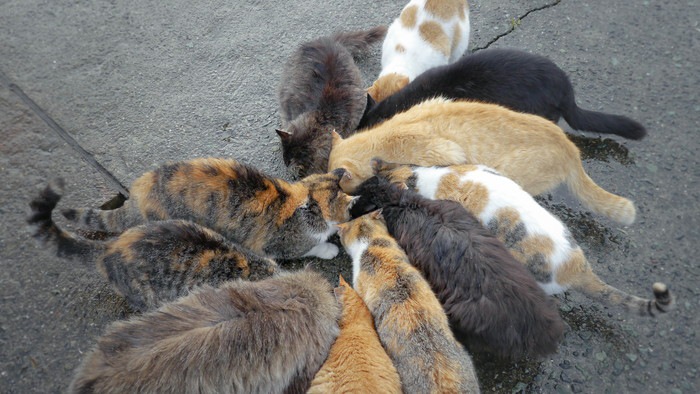 沢山の野良猫