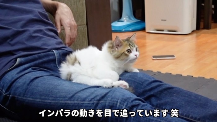 見つめる猫