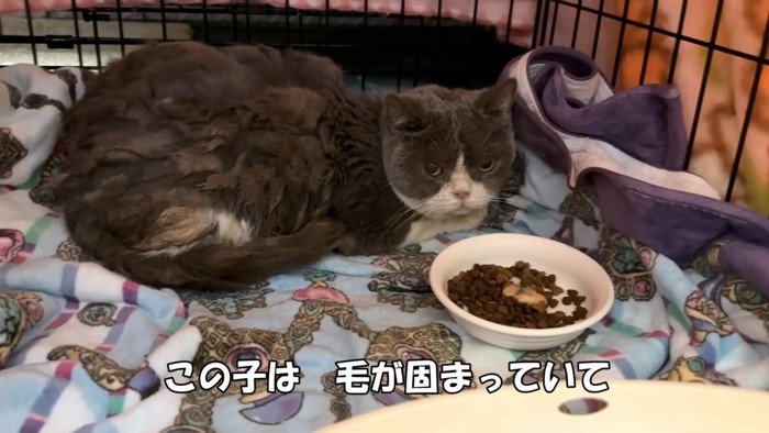 毛が固まっている猫