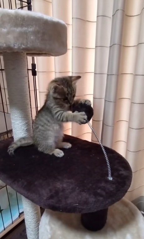 ぽんぽんをつかまえるキジトラの子猫