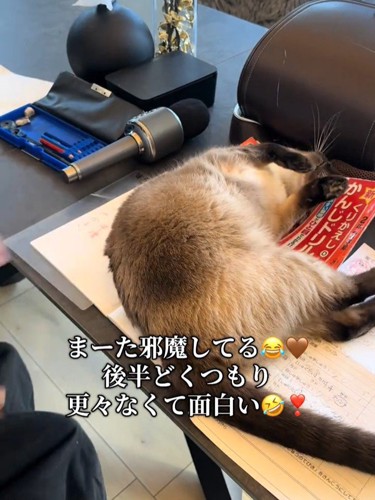 仰向けになる猫