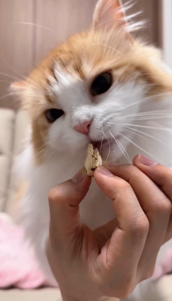 おやつを食べる猫2