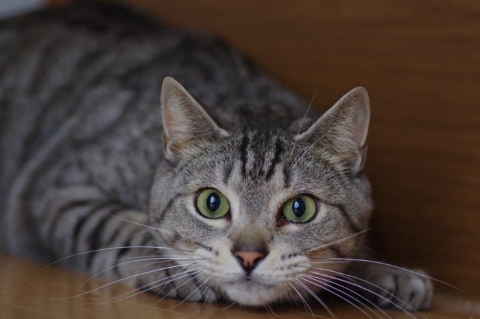 こちらをうかがう猫