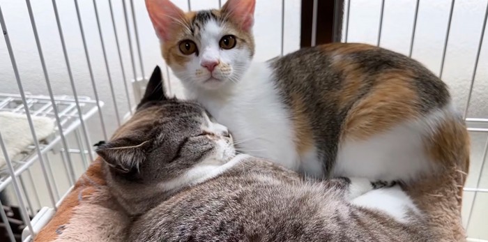 猫に添い寝する三毛猫