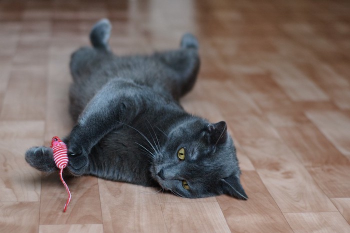 小さいおもちゃで遊ぶ黒猫