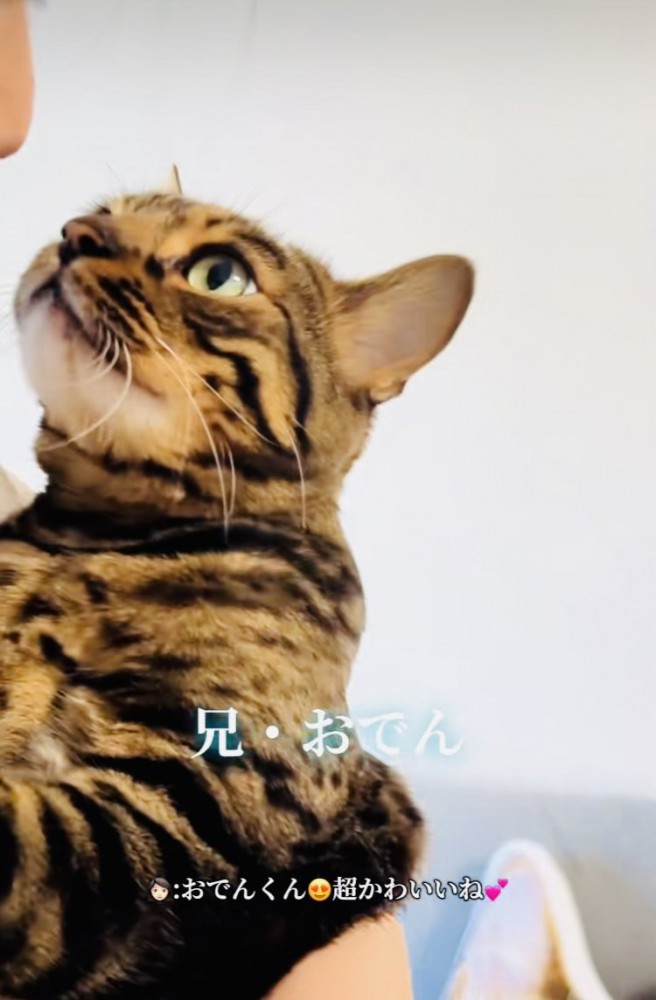 飼い主さんに抱っこされる兄ベンガル
