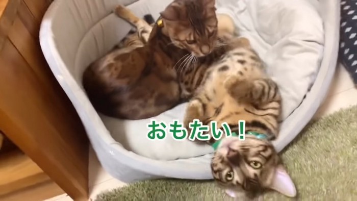 仰向けの猫のお腹に乗る猫