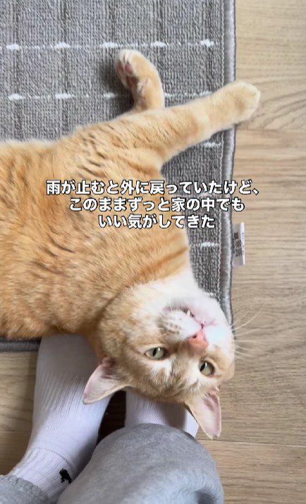 人間の足元に転がる猫