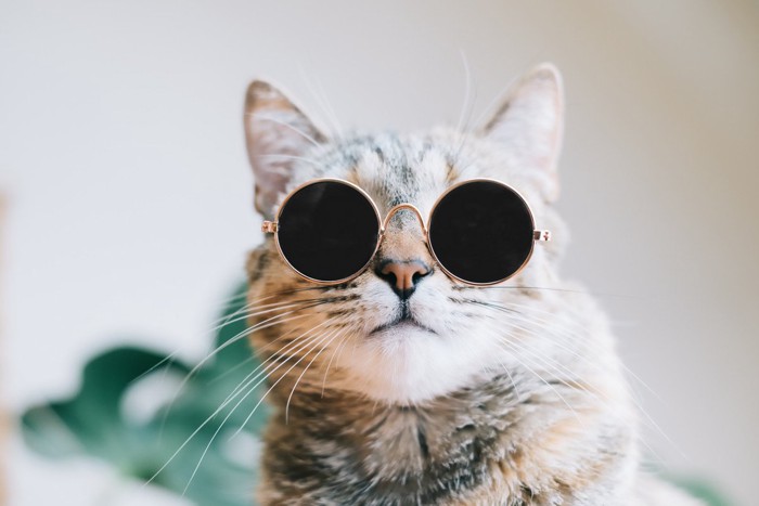 サングラスをかけた猫