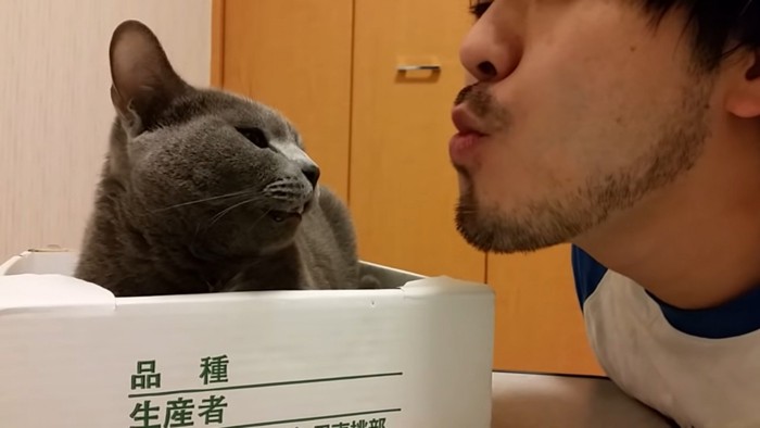 近づいてくる飼い主さんを威嚇する猫