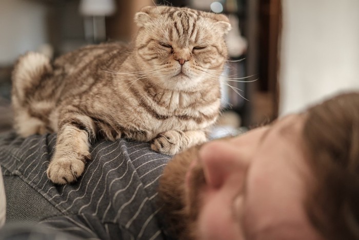 飼い主のお腹に居座る猫