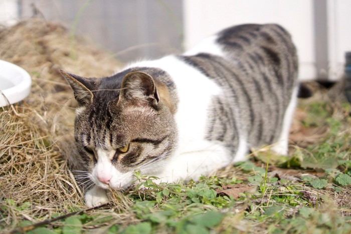 獲物を狙う猫