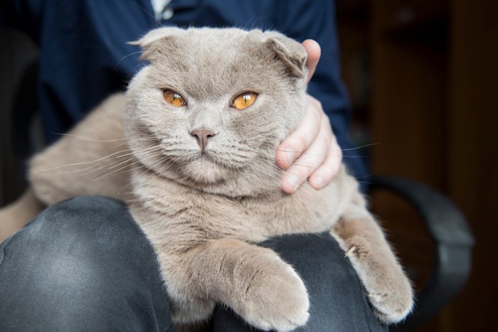 飼い主の太ももの上に乗る猫